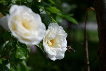Obraz premium a bee flies towards a white rose