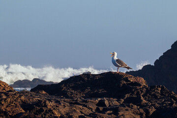 Seagull