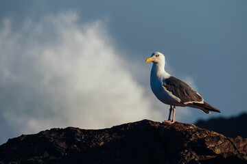 Seagull
