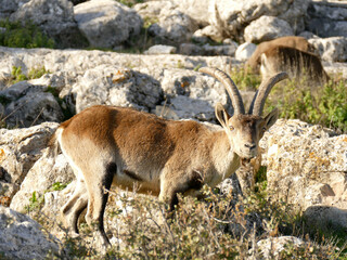 Obraz premium Steinbock, Spanien, Andalusien, Iberische Halbinsel, Paraje Natural El Torcal, Iberiensteinbock, Capra pyrenaica 