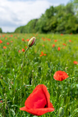Corn poppy flower in a grain field