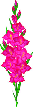 Beautiful Gladiolus Flowers Pink Vector