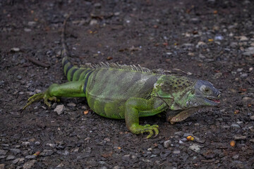 Iguana grande