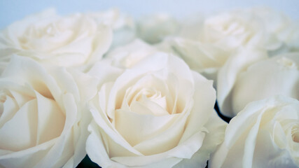 White roses bouquet close up soft focus background