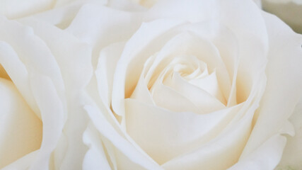 White rose bud close up soft focus background