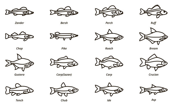 Fish linear icon. River fishing fish.
