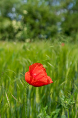 Corn poppy flower in a grain field