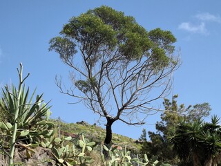Un árbol de ramas muy finas 