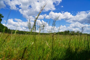 Obraz premium view through grass from ground on meadow with blue sky and clouds