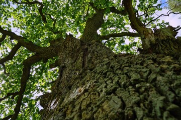 old oak tree view from botton along the trunk