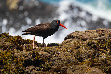 Oyster Catcher in California Coast
