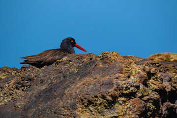 Oyster Catcher in California Coast
