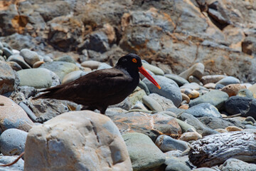 Oyster Catcher in California Coast