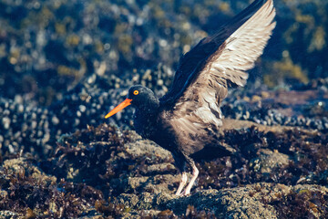Oyster Catcher in California Coast