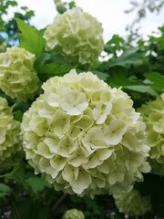white chrysanthemum flower