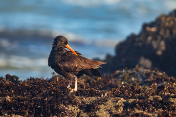 Oyster Catcher in California Coast