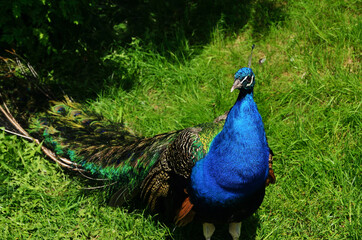 Fototapeta premium Peacock walks on green spring grass at zoo