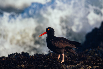 Oyster Catcher in California Coast