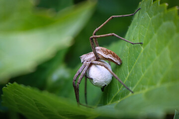 Listspinne (Pisaura mirabilis)