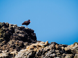 Oyster Catcher in California Coast