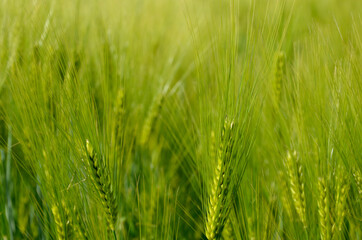 beautiful image green ears of wheat on the field natural background