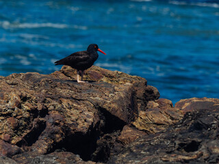 Oyster Catcher in California Coast