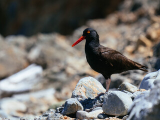 Oyster Catcher in California Coast