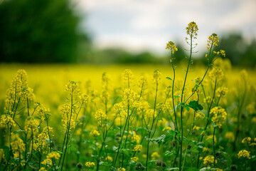 field of yellow flowers