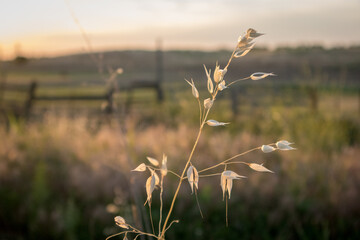 Wheat and grasses in a country sunset landscape in Oakdale, California - obrazy, fototapety, plakaty