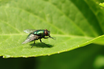 Goldfliege (Lucilia sericata)