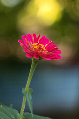 Zinnia elegans flower close-up with a blurred natural green background. In summer the garden blooms zinnia elegant in different colors. Beautiful bokeh.