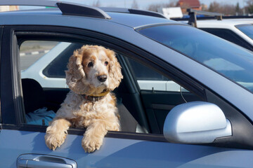  The dog sits alone in the car and leaning out of the window waiting for the owners.