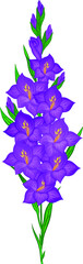 beautiful gladiolus flowers purple vector