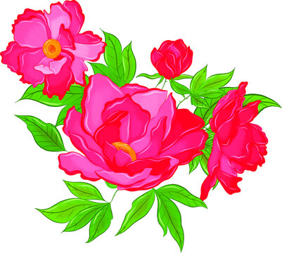 Beautiful Flowers Peonies Pink Vector