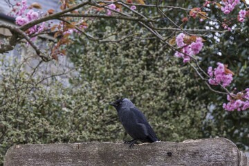 crow