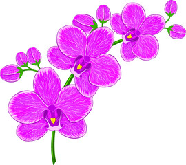 branch with purple Orchid flowers