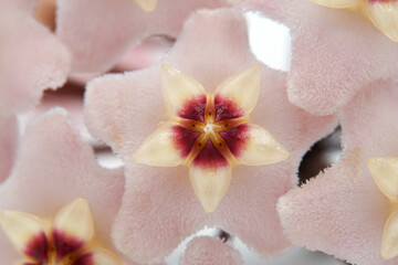 Fototapeta na wymiar close up of a pink porcelainflower