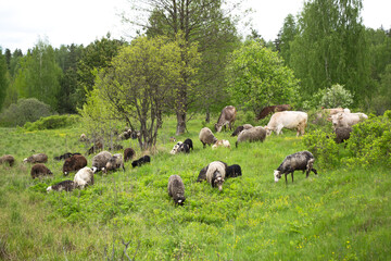 Fototapeta premium Farm animals grazing cows and sheep in a spring field