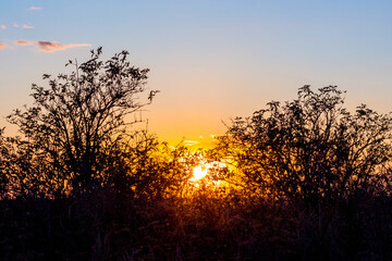 Obraz premium Sunset in the field. Silhouettes of trees on sky background during sunset