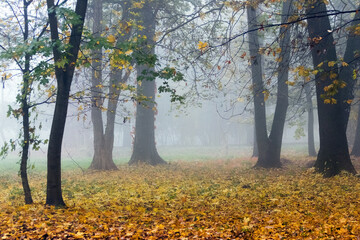 Fototapeta premium Thick fog in the autumn park. Yellow fallen leaves on the ground in the forest