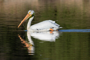 White Pelican