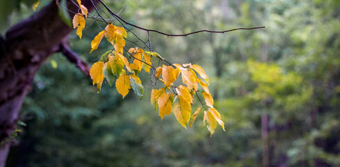 Tree branch with the first yellow autumn leaves on a background of trees in the forest