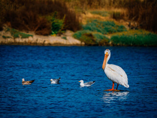 White Pelican