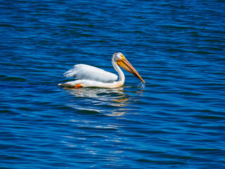 White Pelican