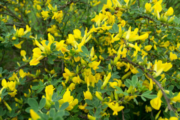 Shrub bright yellow spring flowers. Blurred background.