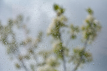 View to blooming white bush.