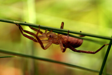 spider on the web