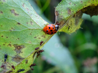 Coccinelle