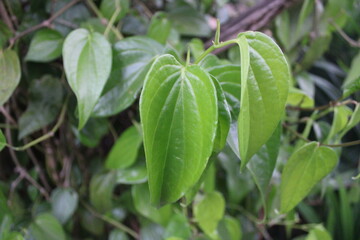 Fototapeta na wymiar green leaves in the garden