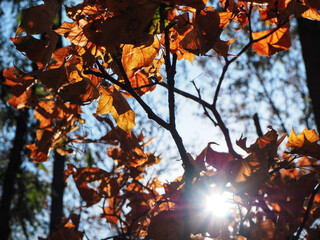 autumn in the park